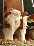 Kleineres Jungbullenangebot