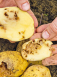 Notfallzulassung gegen Drahtwurm in Kartoffeln