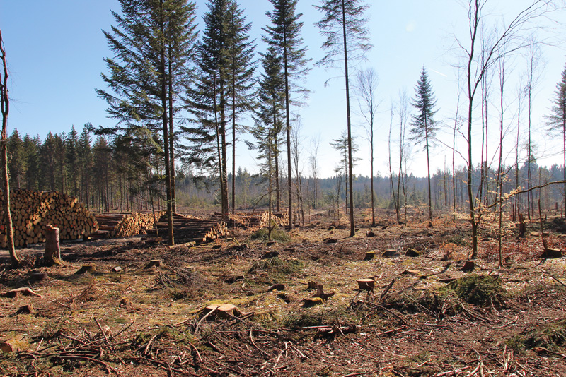 Borkenkäfer halten Waldbesitzer auf Trab