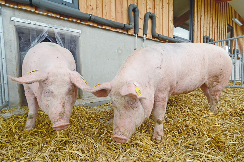 Schweine in Offenstallhaltung vor ASP schützen