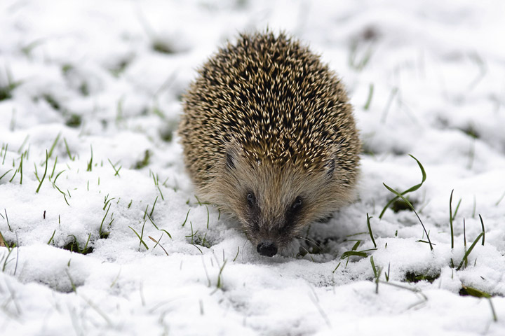 Lw Heute De Schlaf Gut Igel Schlaf Gut Igel