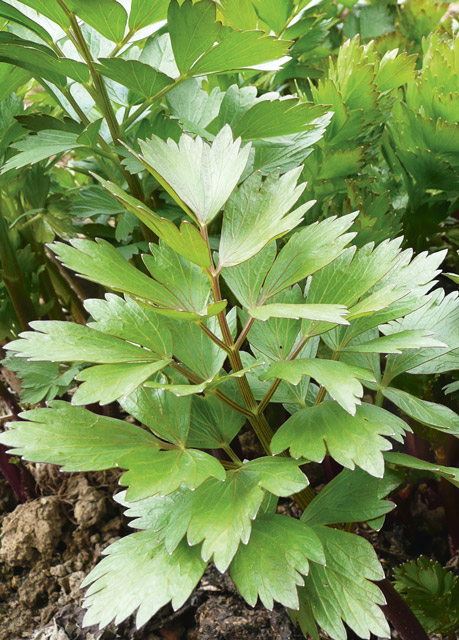 Herzhafte Würzkräuter aus Garten und Natur