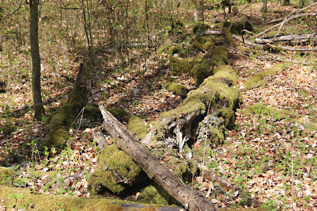 lw-heute.de – H oder die Weiße Welle | H oder die Weiße Welle