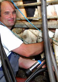 Milchleistung 2012 in Deutschland bei 8 237 kg