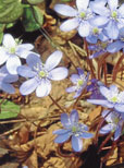 Das Leberblümchen