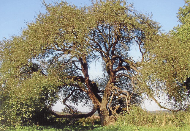 Der Wildapfel