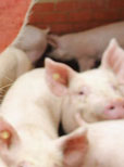 Schweinehaltung optimieren