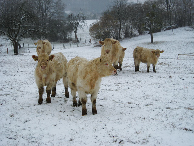 Mutterkuhbetriebe im Odenwald besichtigt