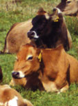 Schwelle, kostendeckend Milch zu erzeugen, steigt