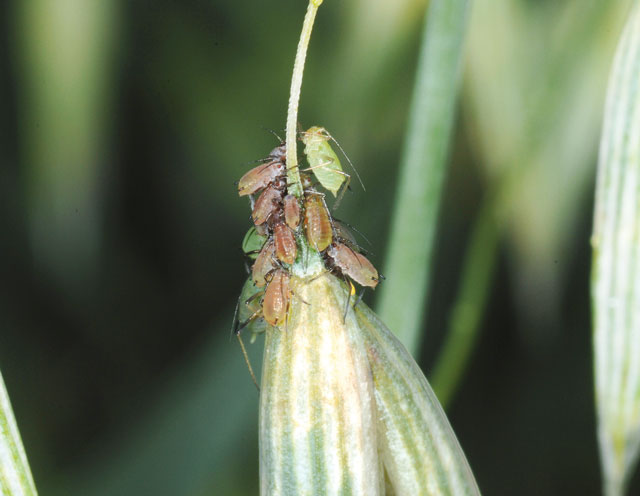 Blattläuse sind die häufigsten Schädlinge im Getreide