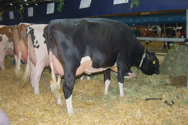 Holsteins aus Hessen überzeugen