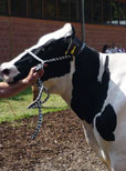 Sehr gute Kühe der Rasse Deutsche Holsteins in Fritzlar