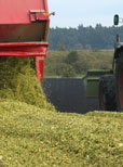 Die perfekte Maissilage