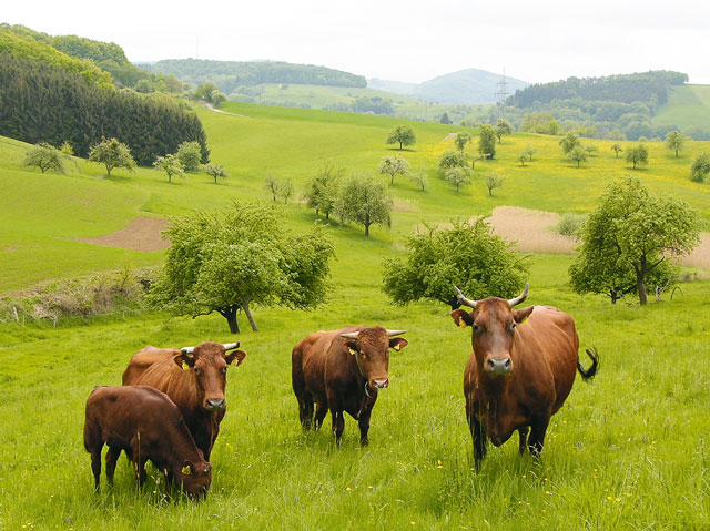 Zentrales Aufstallen von Bullen des Roten Höhenviehs in Rudlos 