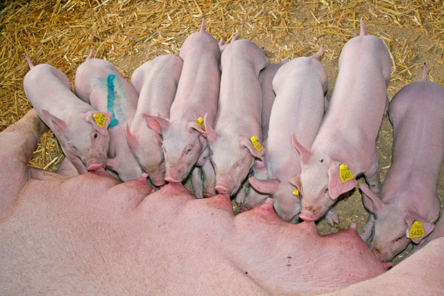 Wurfausgleich bringt bessere Chancen für alle Ferkel