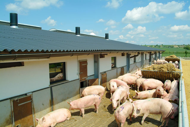 Aufgabe und Chance Tierwohl