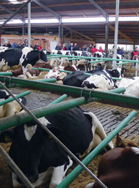 Probleme im Milchviehstall rund um die Geburt im Griff