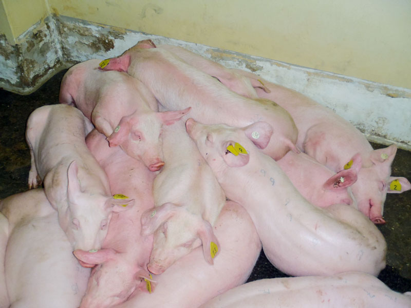 Afrikanische Schweinepest