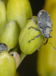 Die ersten Käfer sitzen in den Startlöchern