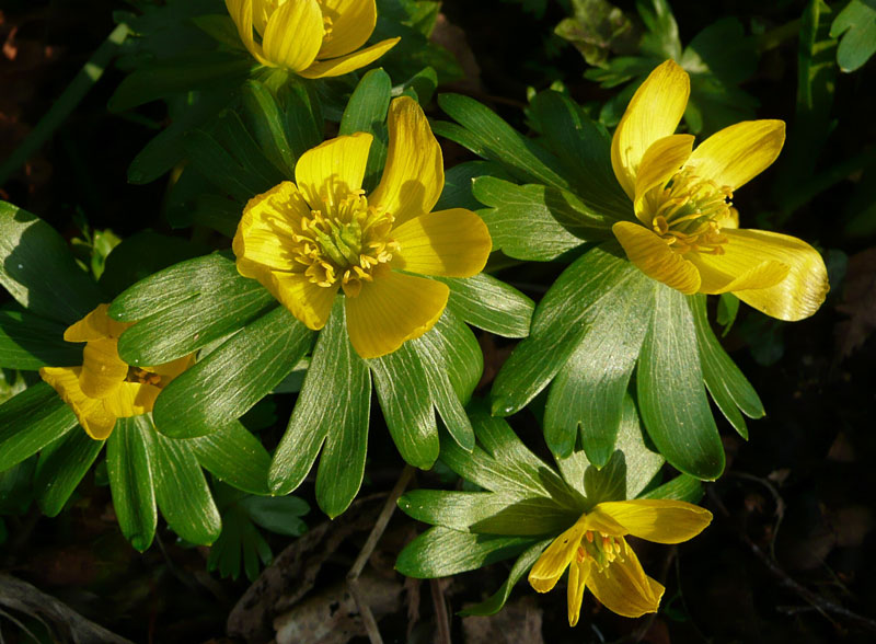 Frühblüher im Garten Hof &amp; Familie