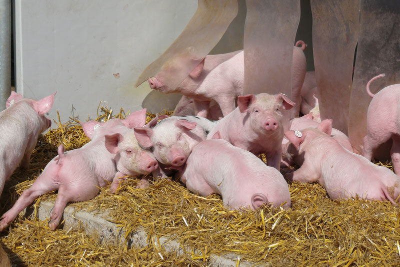 100 Prozent Biofütterung für Bioschweine?