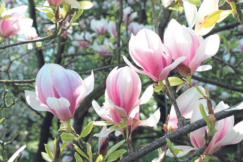 Edelsteine im Frühling