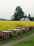 Auf Bienenschutz und Resistenzen achten