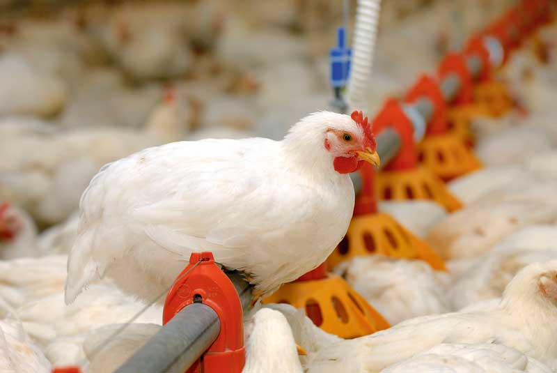Hähnchen gesund und vital durch die Mast bringen