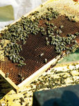 Alarmierend hoher Varroa-Befall gefährdet hessische Bienenvölker