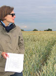 Milder Winter sorgte für starken Gelbrostbefall 