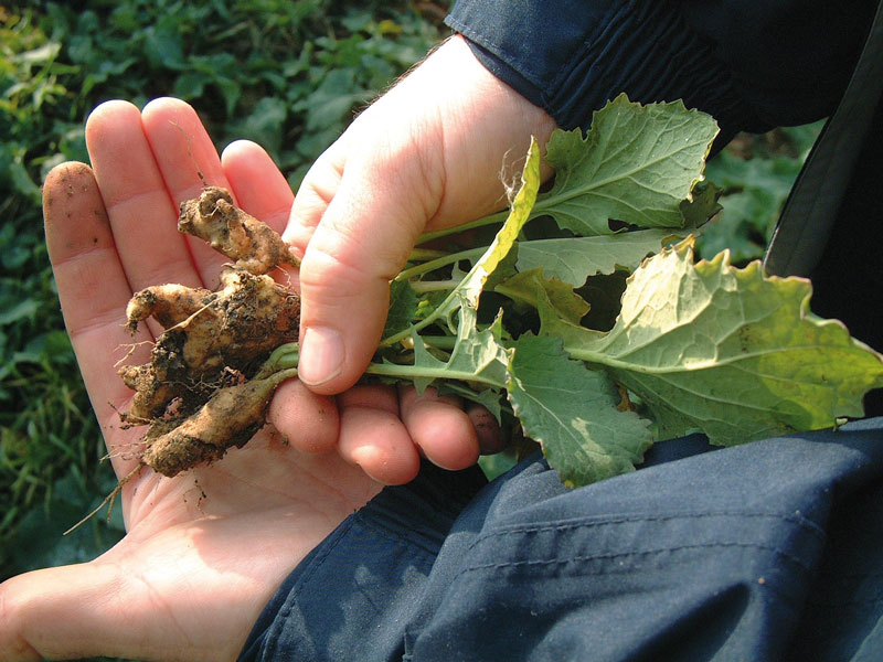 lwheute.de Kohlhernie in Körnerraps breitet sich weiter aus
