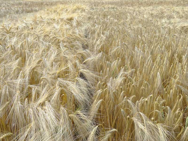 Wintergerste erzielte Höchsterträge