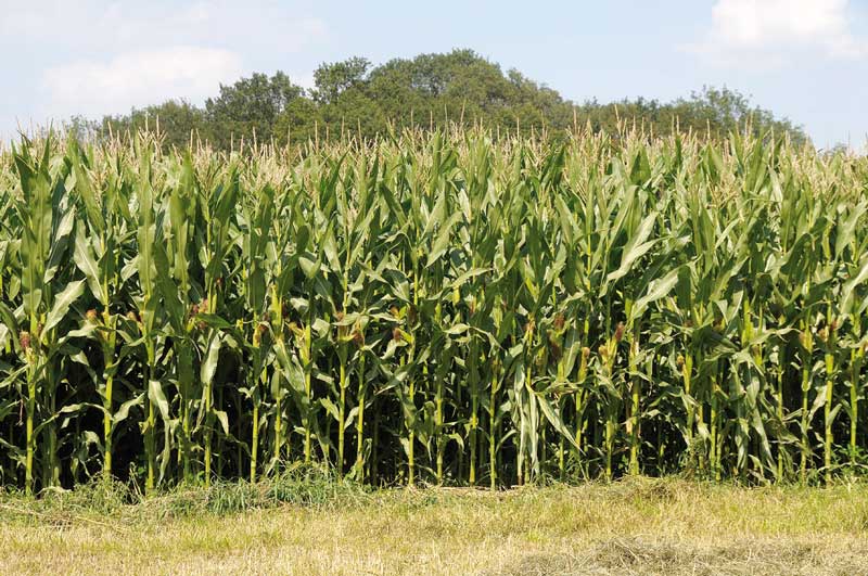 In warmen Regionen steht die Ernte unmittelbar bevor