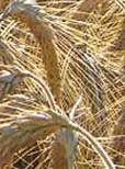 Wintertriticale litt vor allem unter Gelbrostbefall