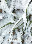 Anbau von Winterroggen deutlich zurückgefahren