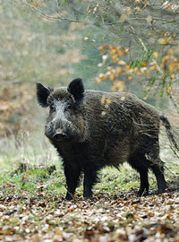 Landwirtschaft und Jagd erfordern gegenseitiges Verständnis