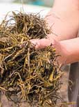 Gute Qualitäten bei den Grassilagen 2014 in Hessen