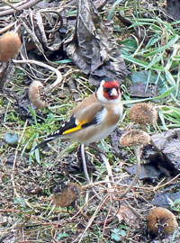 Samen, Körner und Beeren