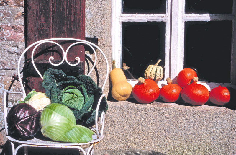 Erntezeit 
im Gemüsegarten 
