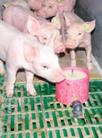 Saugferkel optimal unterstützen