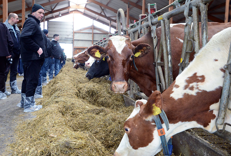Hessens Herdbuchbetriebe halten im Schnitt 60 Milchkühe