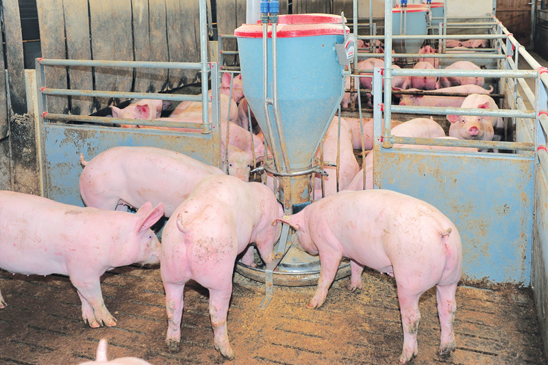 Raps und Leguminosen statt Soja ins Schweinefutter?
