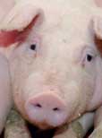 Welche Trends gibt es in der Schweinehaltung?
