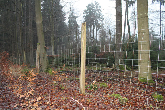 Zaun oder Einzelbaumschutz