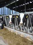 Silagebereitung aus der Sicht der Kuhfütterung betrachten