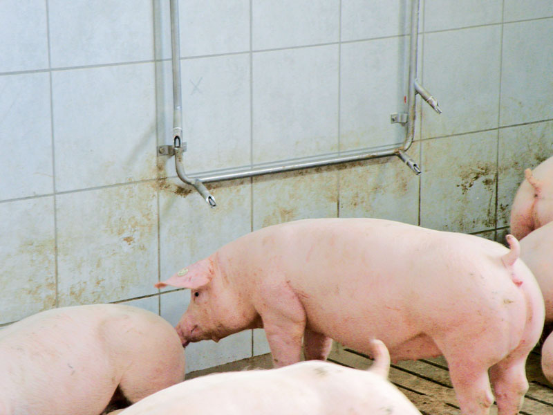 Die Wasserversorgung muss stimmen im Schweinestall