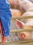 „Meilenstein“ zur Senkung des Antibiotikaeinsatzes