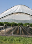 Frühe Früchtchen mit Biogas