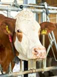 Mehr als 95 Prozent der Betriebe in Hessen BHV1-frei