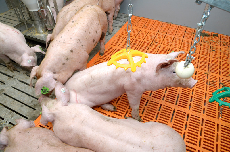 LEH zu mehr Engagement bei Initiative Tierwohl aufgefordert